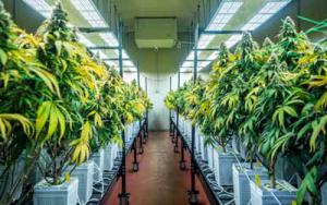 Achat de CBD en ligne Achat de CBD en ligne